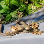 Slangen houden zich op afstand van deze zeer eenvoudig te kweken plant, een gevaar voor hen