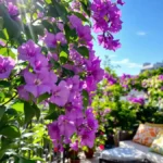 Ontdek de paarse bloemplant die uw balkons vanaf mei zal verfraaien en uw hete zomerdagen zal verfrissen